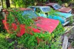 Songs Cars Covered in Ivy