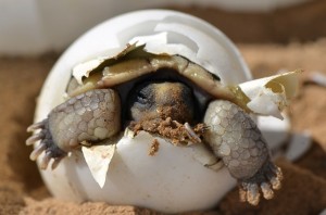 Freedom Tortoise Hatch