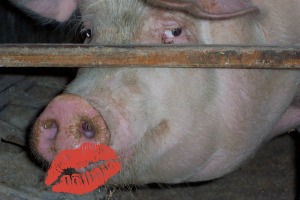 Intention Lipstick on a Pig