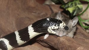False Victim Snake Mouse