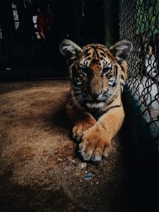False Victim Tiger