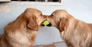 Artist Success Compromise Dogs